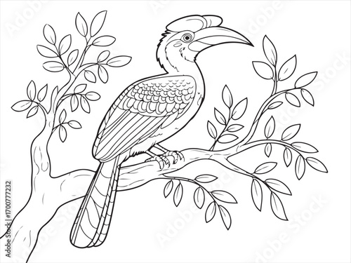 Exotic hornbill bird perched on branch outline drawing coloring page