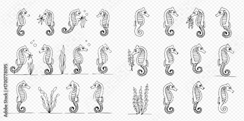 Collection of detailed seahorse illustrations in various poses, including interaction with bubbles and seaweed.
