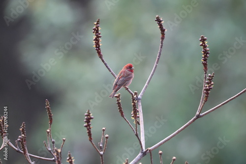 Photography The common rosefinch (Carpodacus erythrinus) or scarlet rosefinch is the most widespread and common rosefinch of Asia and Europe