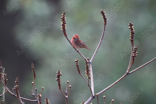 Photography The common rosefinch (Carpodacus erythrinus) or scarlet rosefinch is the most widespread and common rosefinch of Asia and Europe