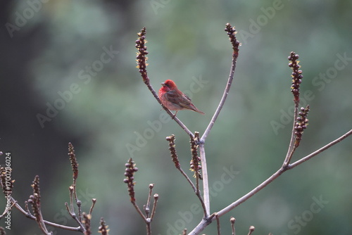 Photography The common rosefinch (Carpodacus erythrinus) or scarlet rosefinch is the most widespread and common rosefinch of Asia and Europe