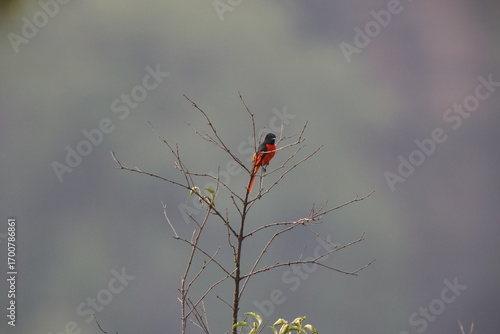 Photography The common rosefinch (Carpodacus erythrinus) or scarlet rosefinch is the most widespread and common rosefinch of Asia and Europe