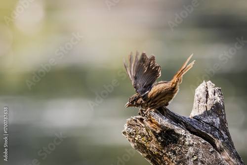 A Song Sparrow about to take flight