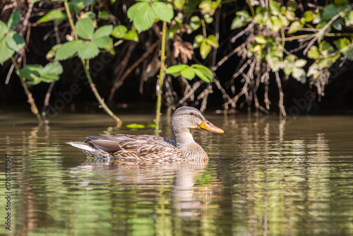 Female Mallard duck in Whitaker Slough