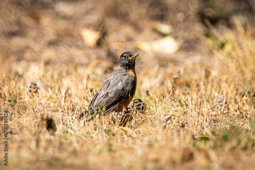 Fotografie An American Robin on the ground looking for food
