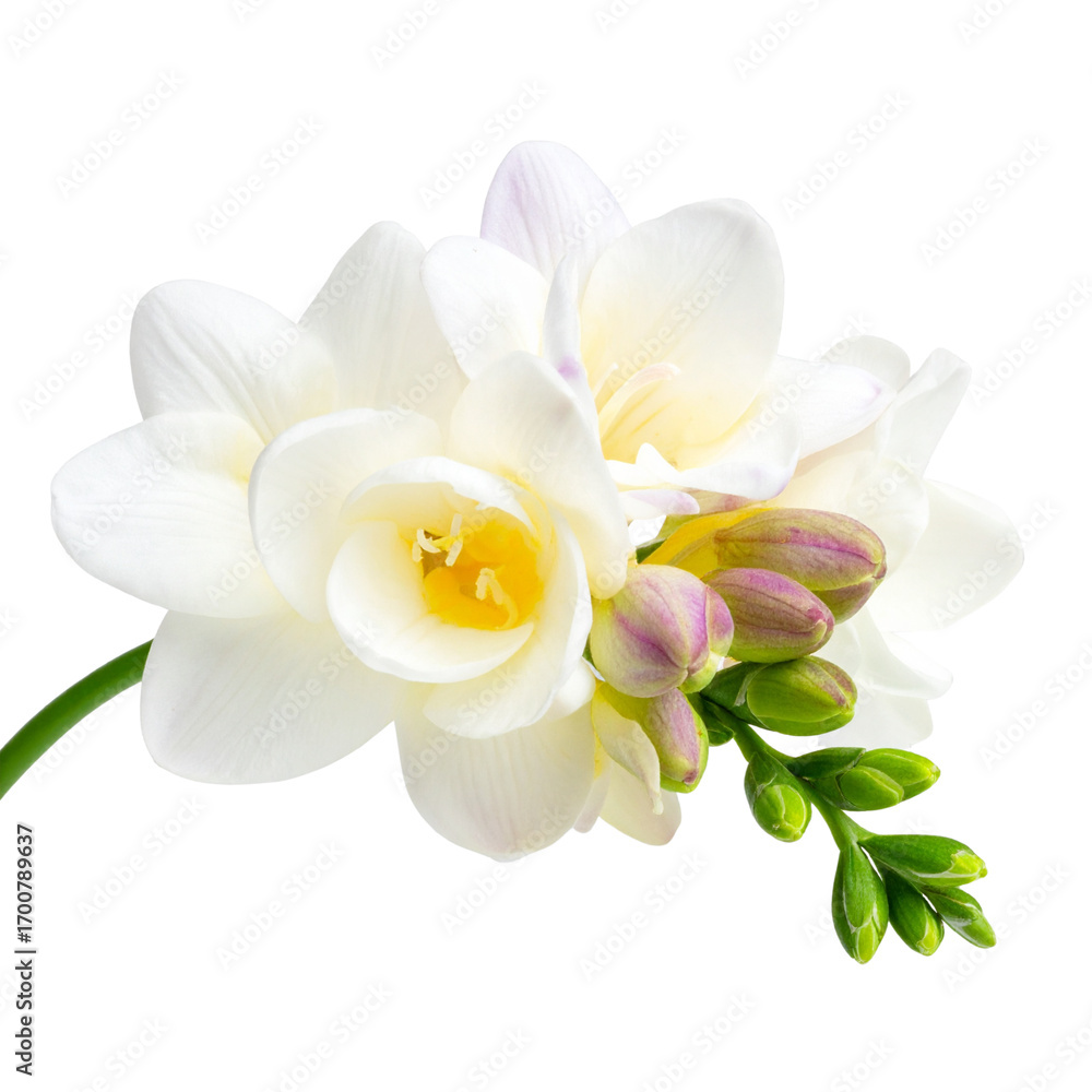 Fototapeta premium Freesia, isolated on transparent background. 