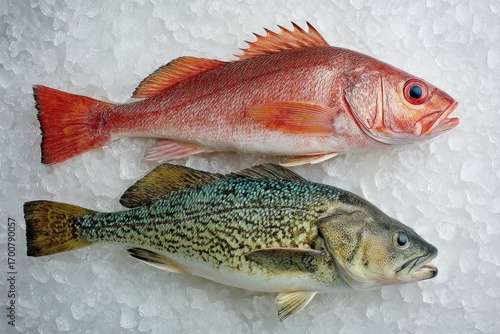 fish on ice