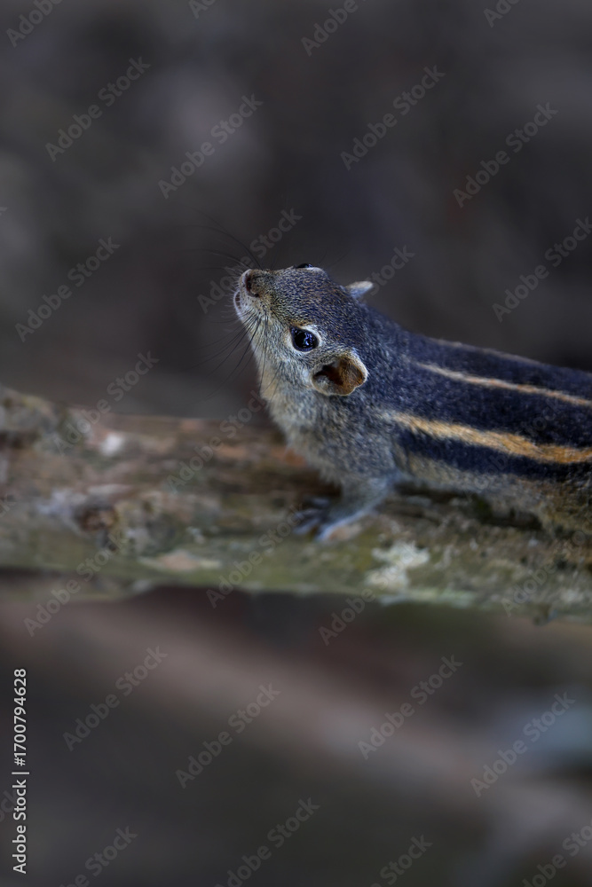 Obraz premium Chipmunk close-up on branch on blurred background