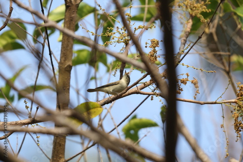 Photography The greenish warbler (Phylloscopus trochiloides viridanus) is a widespread leaf warbler