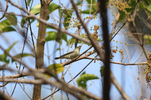 Photography The greenish warbler (Phylloscopus trochiloides viridanus) is a widespread leaf warbler