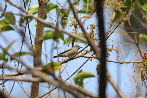 Photography The greenish warbler (Phylloscopus trochiloides viridanus) is a widespread leaf warbler