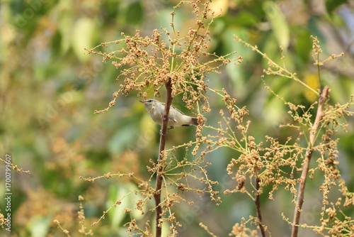 Photography The greenish warbler (Phylloscopus trochiloides viridanus) is a widespread leaf warbler
