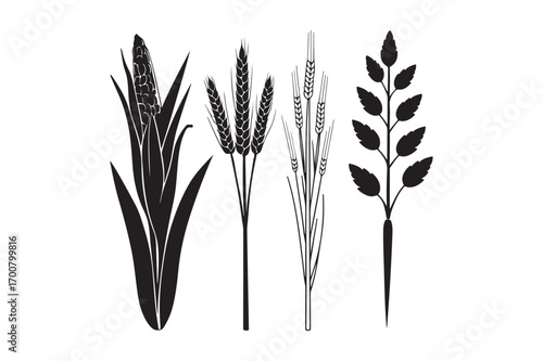 Four silhouettes of tall grasses and wheat stalks