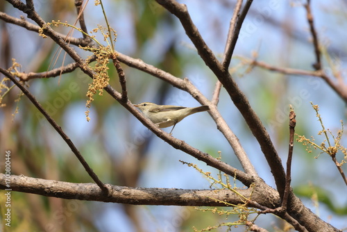 Photography The greenish warbler (Phylloscopus trochiloides viridanus) is a widespread leaf warbler