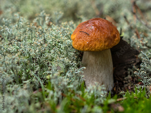 The little bolete mushroom with a wet yellow-brown cap after the rain grows in the thickets of white lichen.