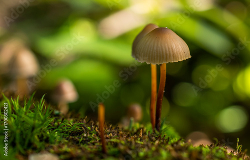 A small light brown mushroom on a thin stem with a ribbed cap grows on a moss-covered log.