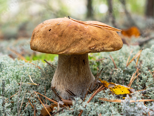 A large boletus mushroom with a light brown cap grows in a forest clearing covered with white lichen.