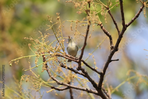 Photography The greenish warbler (Phylloscopus trochiloides viridanus) is a widespread leaf warbler