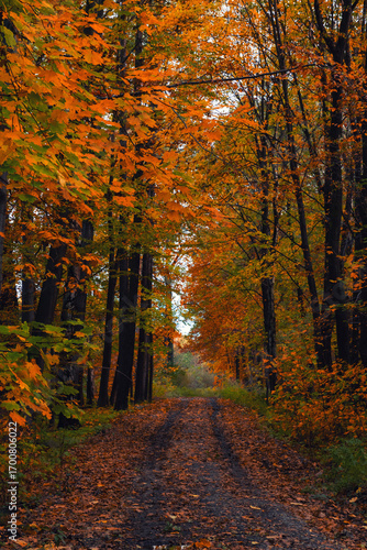 Autumn forest path lined with trees and fallen colorful leaves, background or wallpaper for your project