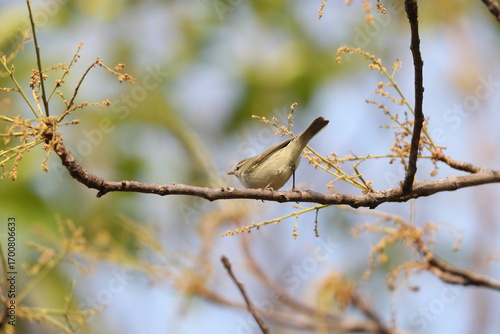 Photography The greenish warbler (Phylloscopus trochiloides viridanus) is a widespread leaf warbler