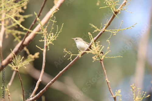 Photography The greenish warbler (Phylloscopus trochiloides viridanus) is a widespread leaf warbler