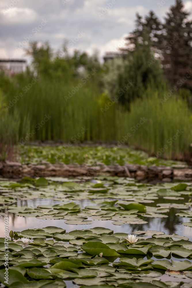 Fototapeta premium Blooming white water lilies float gracefully on the surface of a serene pond, surrounded by vibrant greenery and set against a soft, cloudy sky, creating a peaceful natural landscape