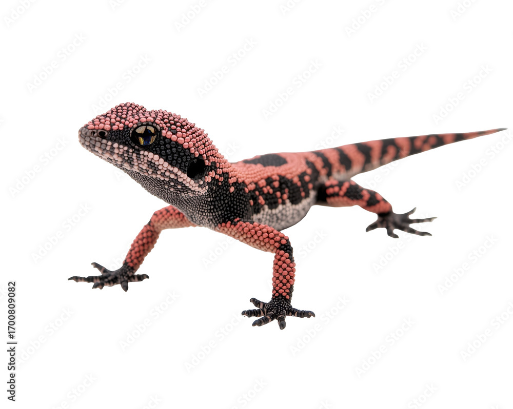 Naklejka premium Captivating portrait of a knob tailed gecko featuring its unique skin pattern and texture