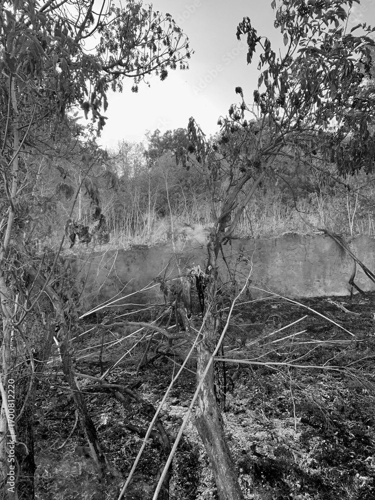 Obraz premium Monochrome landscape of burnt grassland and forest edge, showing traces of fire and scorched earth. Concept of destruction, renewal, and fragile nature.