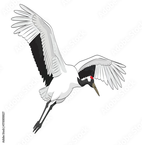 Vector, illustration, Animal, birds, Red-crowned Crane, symbol of longevity and good fortune, East Asia