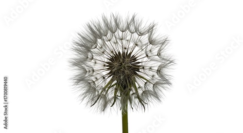 Wallpaper Mural Delicate Dandelion Seed Head on White Background, Close-Up Torontodigital.ca