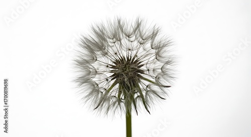 Wallpaper Mural Delicate Dandelion Seed Head on White Background, Close-Up Torontodigital.ca
