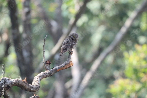 Photography The Asian barred owlet (Glaucidium cuculoides), also known as the cuckoo owlet, is a species of pygmy owl