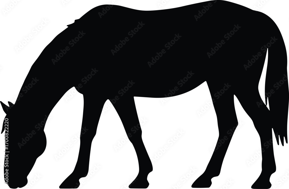 Fototapeta premium vector silhouette, grazing horse head down, side view, solid black