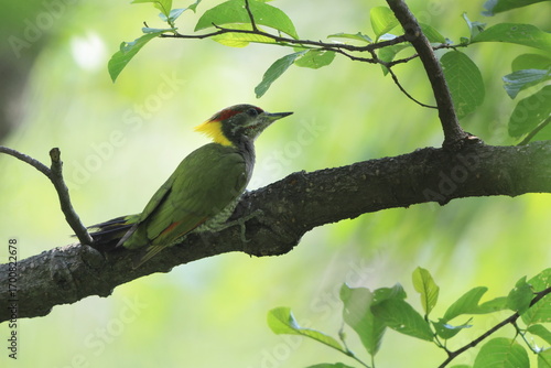 Photography Lesser yellownape (Picus chlorolophus chloropus) is a type of woodpecker which is a widespread  in tropical and sub-tropical Asia