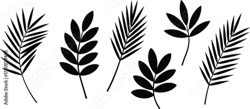 Collection of Black Silhouette Tropical Leaves and Branches on White Background foliage plant