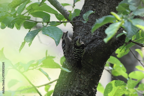 Photography The grey-capped pygmy woodpecker (Yungipicus canicapillus mitchellii) is an Asian bird species of the woodpecker family (Picidae)