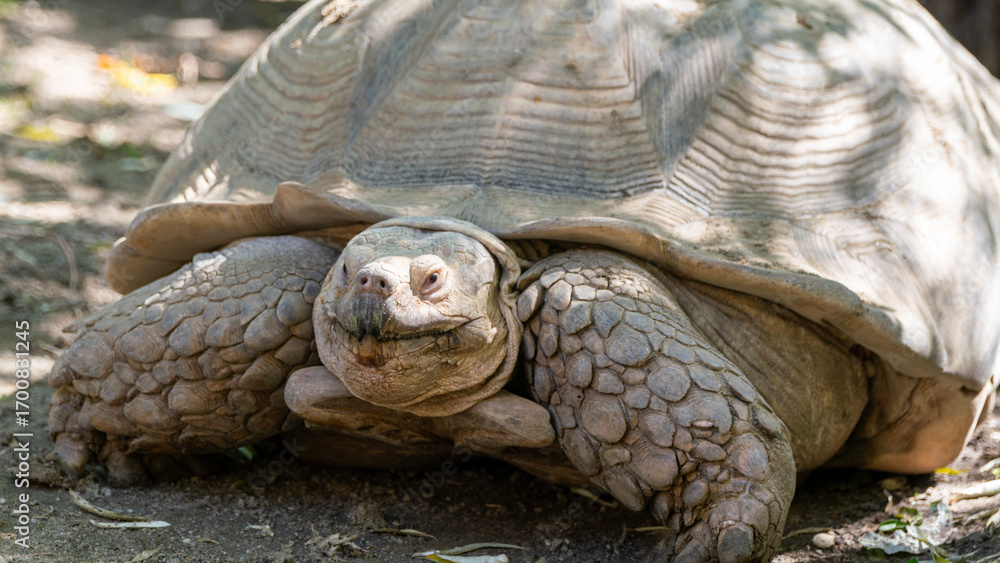 Obraz premium turtle on the rock