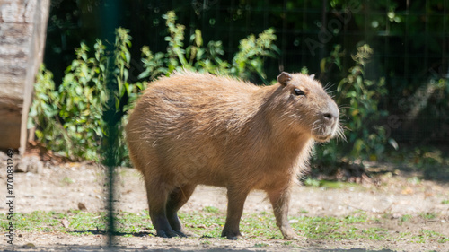 wild boar in the woods