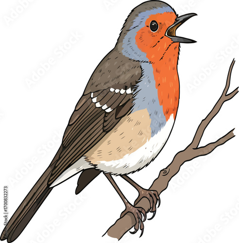 Vector, bird illustration, European robin (Erithacus rubecula),