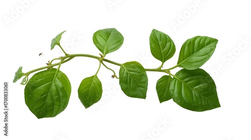 Green basil plant stem with leaves isolated on white background