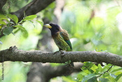 Canvas Print The great barbet (Psilopogon virens marshallorum) is an Asian barbet native to the Indian sub-continent and Southeast Asia