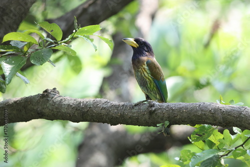 Photography The great barbet (Psilopogon virens marshallorum) is an Asian barbet native to the Indian sub-continent and Southeast Asia