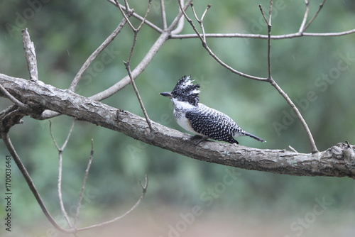 Photography The crested kingfisher (Megaceryle lugubris continentalis) is a very large kingfisher that is native to parts of southern Asia