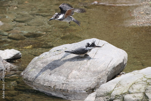 Photography The crested kingfisher (Megaceryle lugubris continentalis) is a very large kingfisher that is native to parts of southern Asia