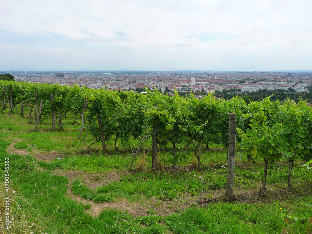 Fototapeta premium Ein Weingarten am Wilhelminenberg mit Blick über Wien.