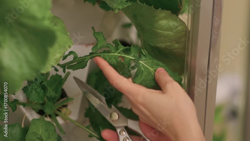 Harvesting Fresh Greens An Up Close Perspective on the Process of Cutting Fresh Lettuce