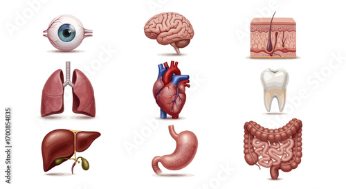 Anatomical Human Organs Vector Icon Set for Medical and Science Illustration