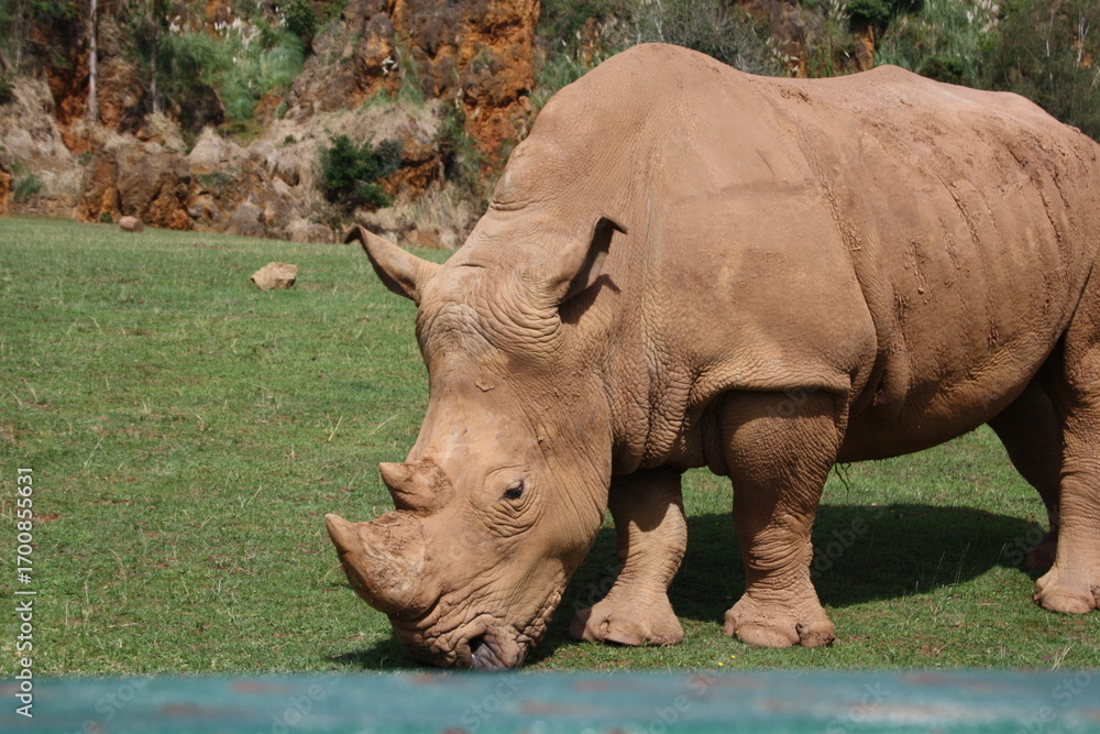 Obraz premium rinoceronte