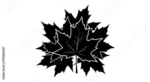 Bold Black Maple Leaves Silhouette with Vein Details Clean White Background
