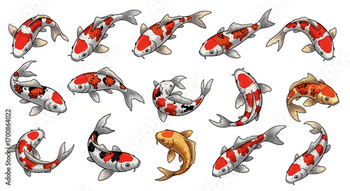 Collection of fifteen koi fish with red and white patterns swimming around